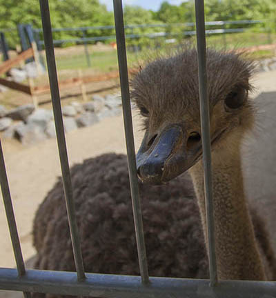 Frderverein Zoo Neuwied feierte 30. Geburtstag